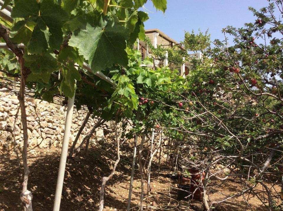 La Villa Di Zazopetra Menetaí 외부 사진